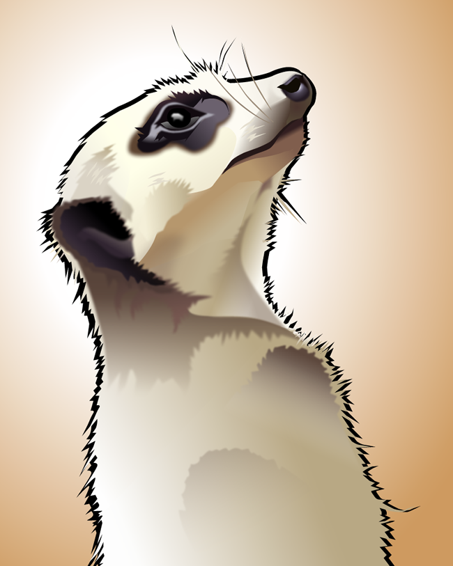 Artwork: Meerkat